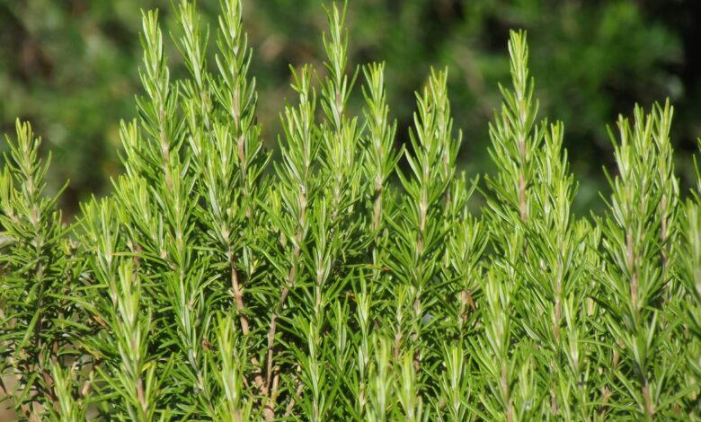 Rosemary for Hair Health