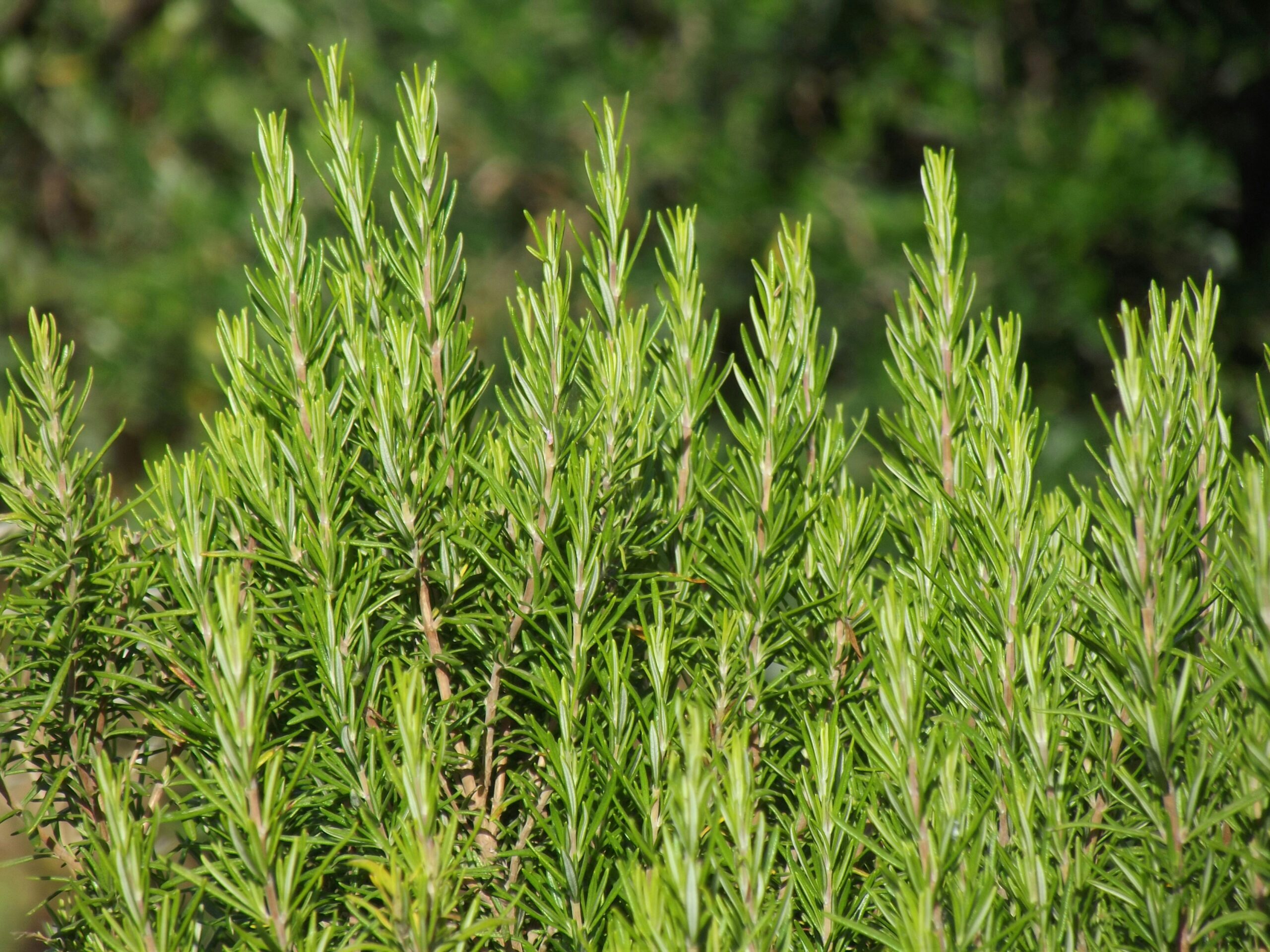 Rosemary for Hair Health