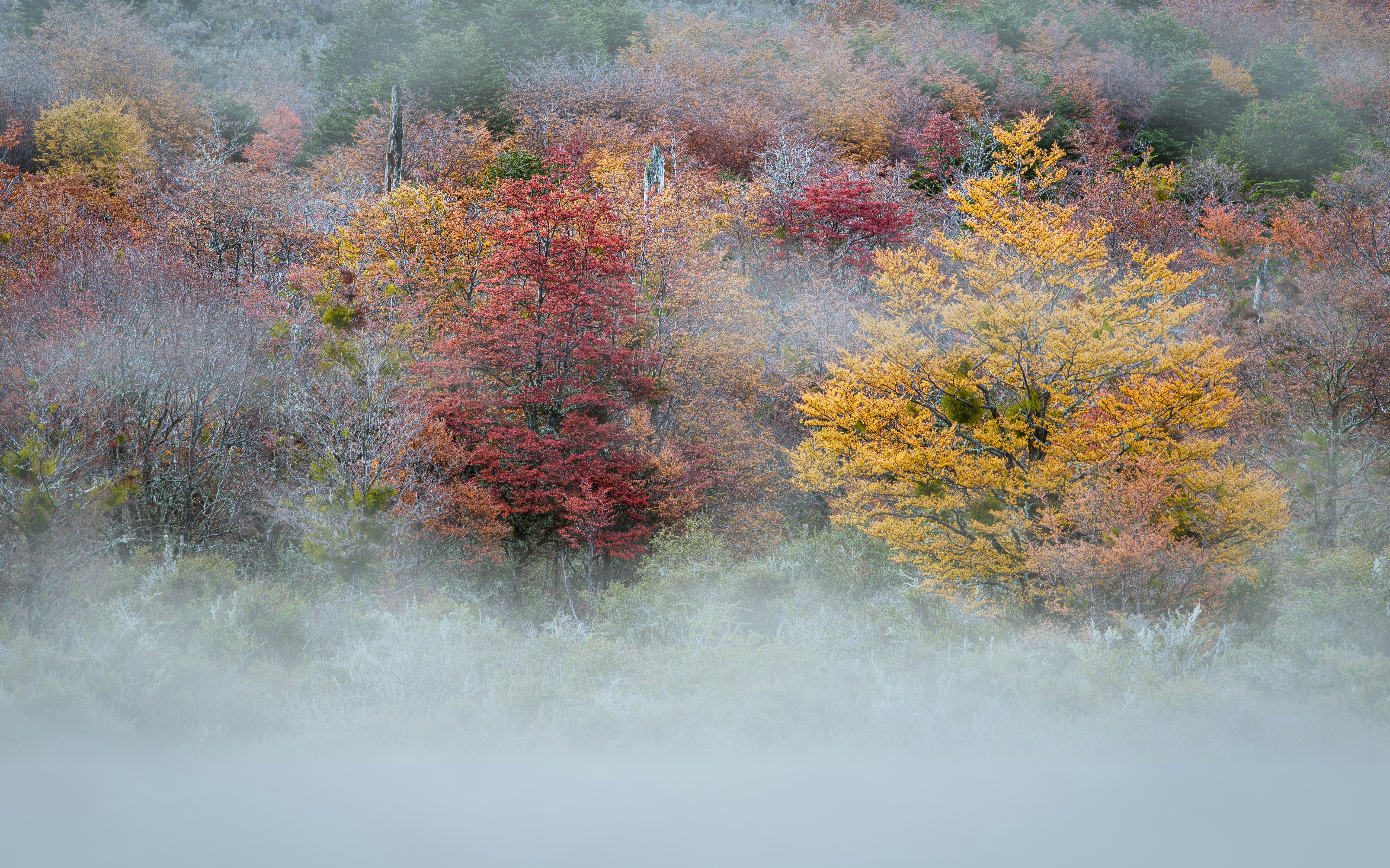 Autumn in Patagonia: Lenga beech trees in red and yellow autumn colors