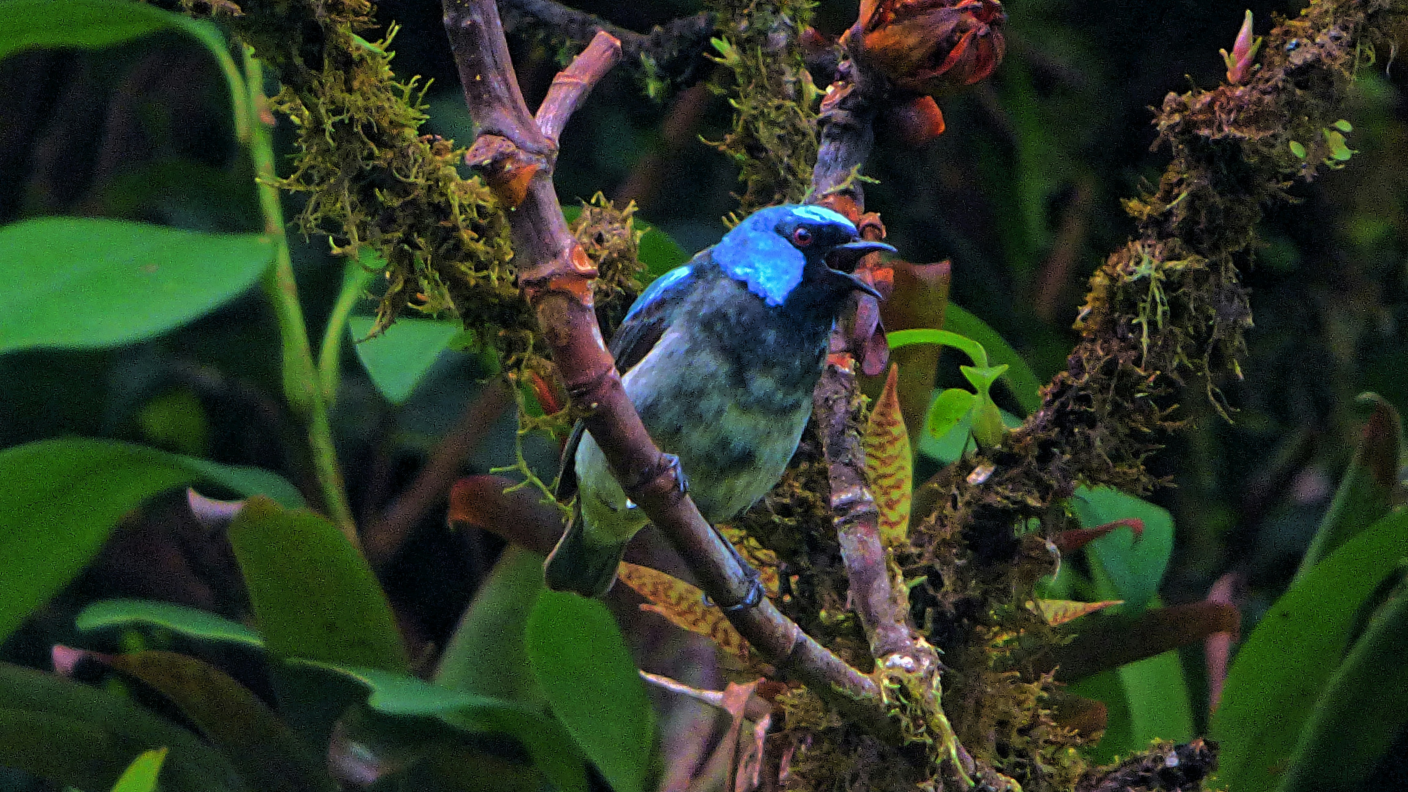 
Monteverde Wildlife Experiences-Costa Rica - Scarlet-thighed Dacnis Bird watching with Dulce Wilson.

Monteverde Wildlife Experiences-Costa Rica, Puntarenas Province, Monteverde, Costa Rica