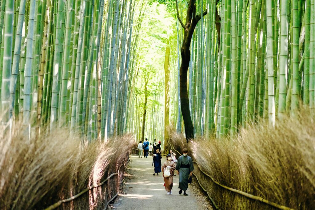 kyoto, japan, bamboo, and arashiyama bamboo forest in Kyoto, Japan by DuoNguyen (@duonguyen)