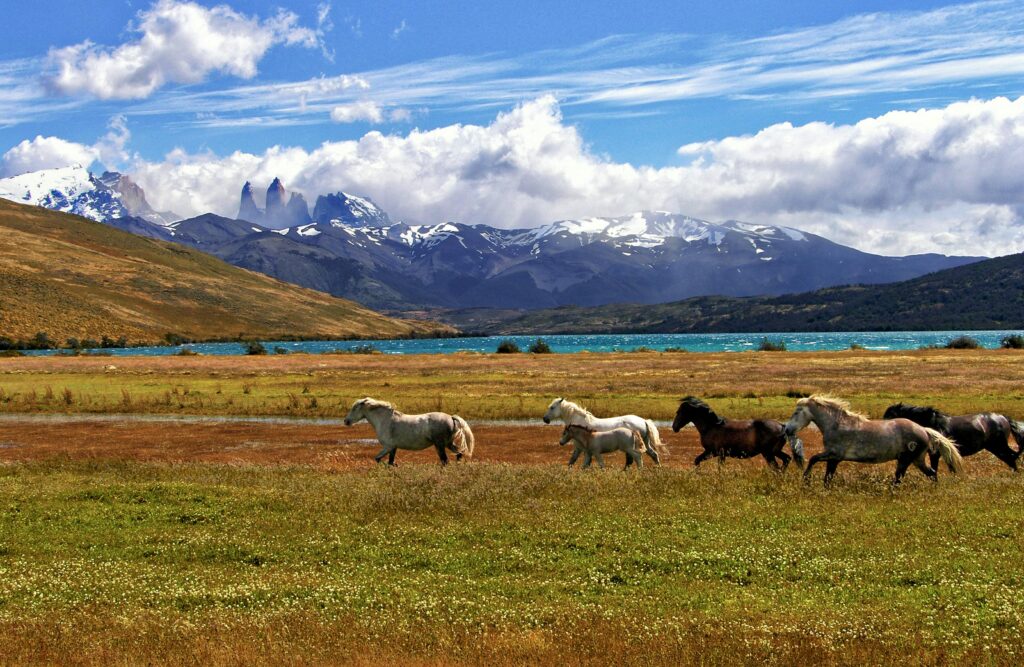 Torres del Paine, Magallanes and Chilean Antarctica, Chile

Herd Of Horse Green Grass Field
