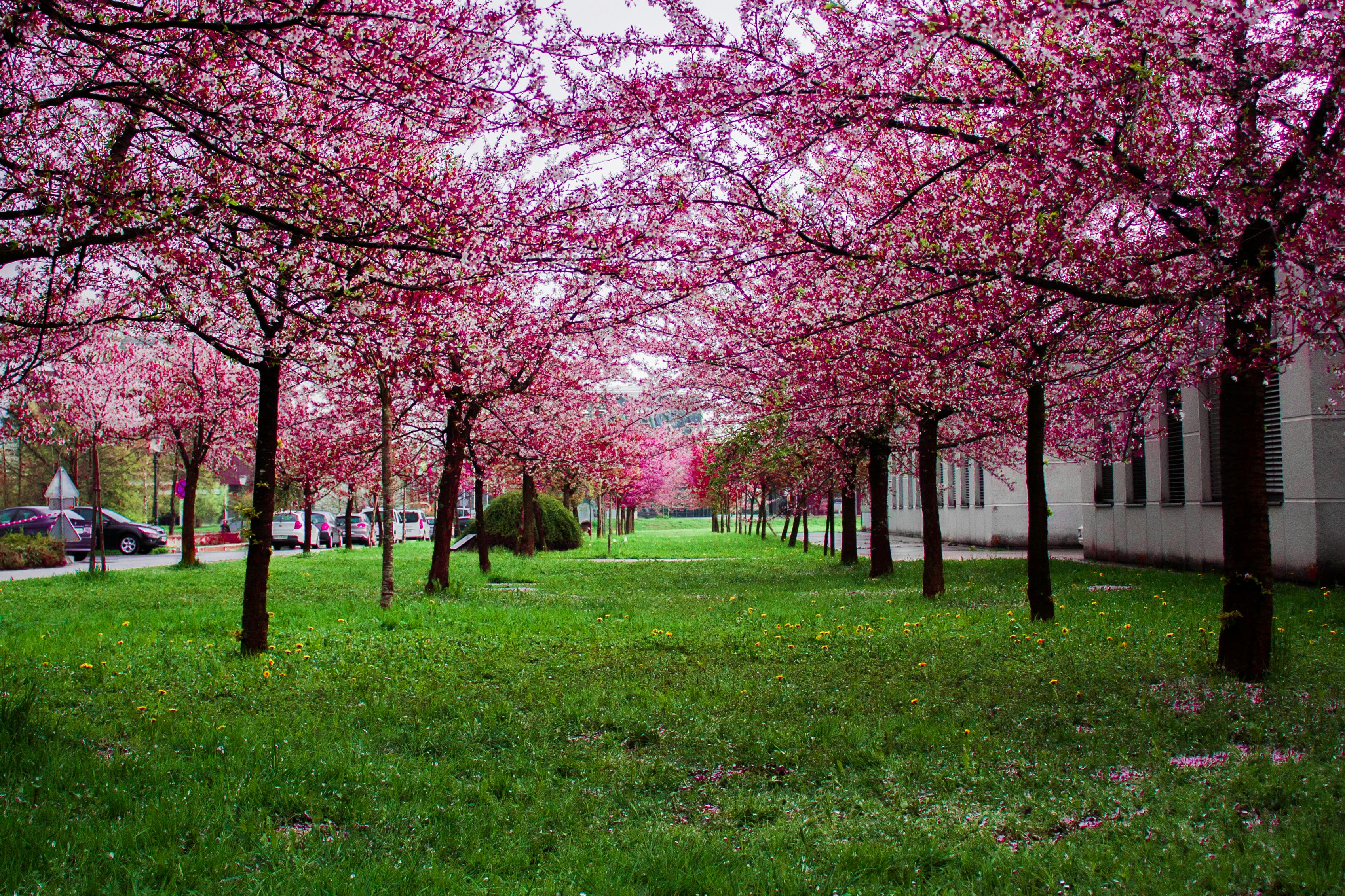 Zagorje ob Savi, Zagorje ob Savi, Slovenia Pink Leafed Trees on Green Grass Field