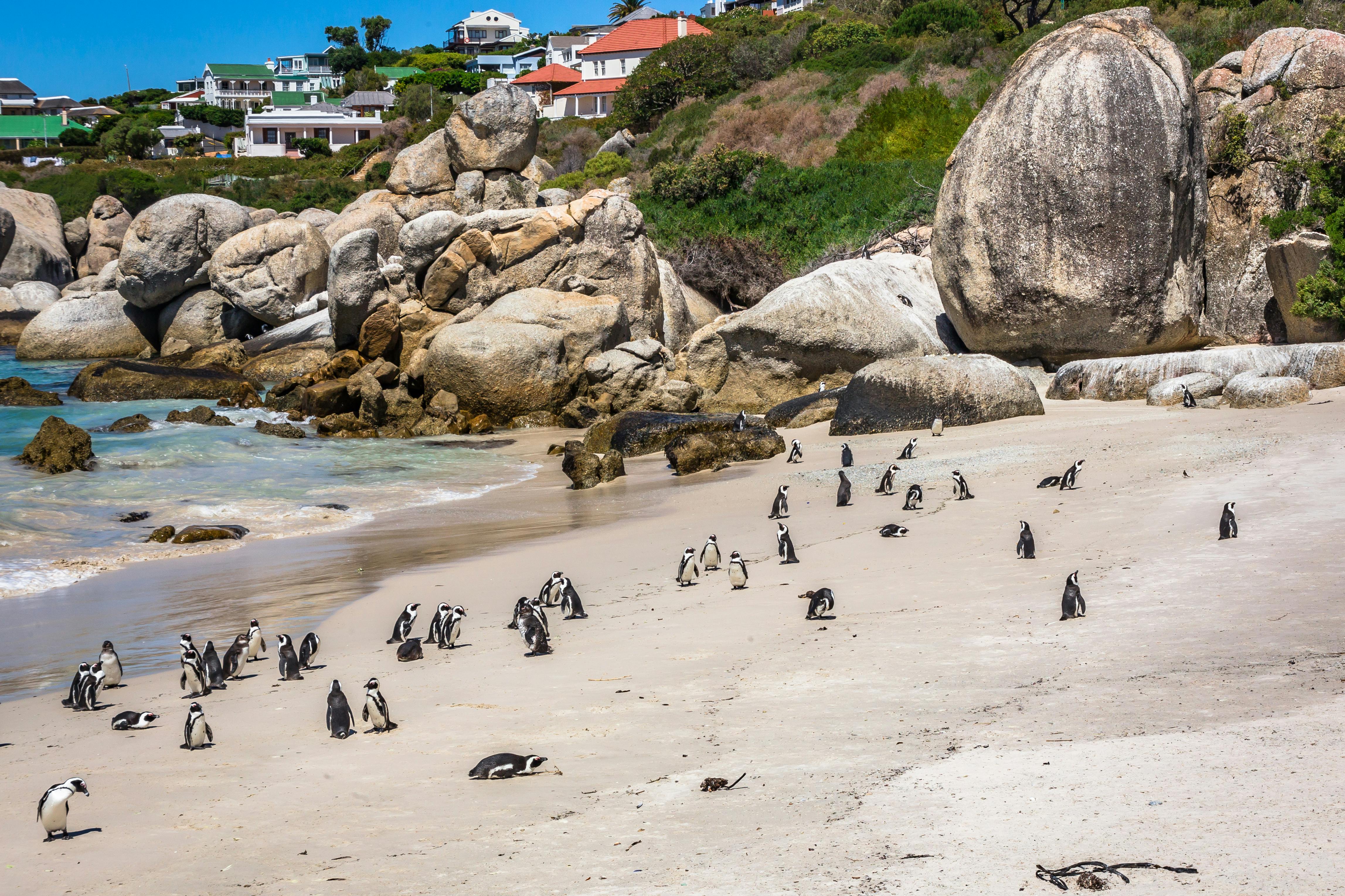 Cape Town, South Africa Flock of Penguins on Shore Near Beach House