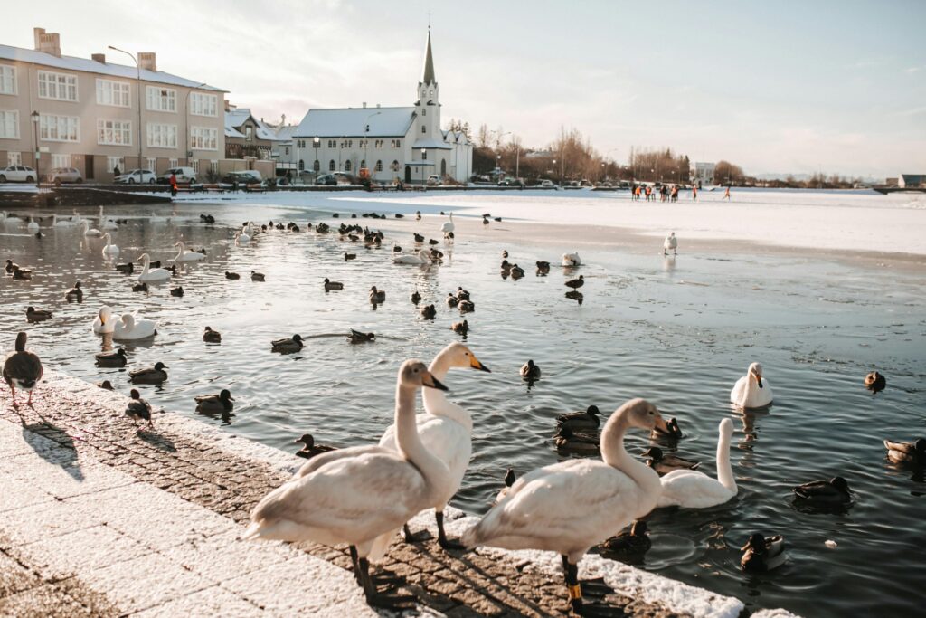 Reykjavík, Iceland Geese on a Paved Sidewalk Near a Pond